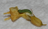 2nd_instar_larva--Tooele_County2C_Utah2C_May_112C_2012.JPG