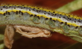 3rd_instar_larva--May_212C_2012.JPG