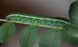 4th_instar_larva--Tooele_County2C_Utah2C_May_112C_2012.JPG