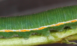 4th_instar_larva2--Tooele_County2C_Utah2C_May_112C_2012.JPG