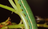 4th_instar_larva3--Tooele_County2C_Utah2C_May_112C_2012.JPG