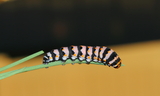 5th_instar_larva2--Buckhorn_wash2C_San_Rafael_Swell2C_Emery_County2C_Utah2C_June_32C_2012.JPG