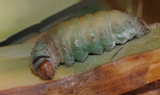 Agathymus_alliae_larva_1.JPG