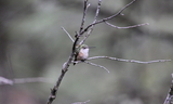 Broad-tailed_Hummingbird2_28F29.JPG