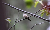 Broad-tailed_Hummingbird_28F29.JPG