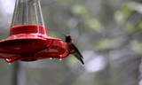 Broad-tailed_Hummingbird_28M29.JPG