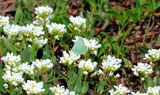 Callophrys_affinis_affinis_29.JPG