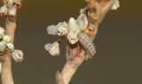 Callophrys_affinis_apama_2nd_instar_larva_1.JPG