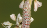 Callophrys_affinis_apama_from_Singletree.JPG