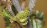 Callophrys_fotis_fotis_3rd_instar_larva_49.JPG