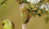 Callophrys_fotis_fotis_4th_instar_larva_9.JPG