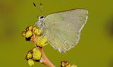 Callophrys_sheridanii_comstocki_2.JPG