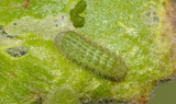 Callophrys_sheridanii_paradoxa_3rd_instar.JPG