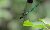 Calopteryx_aequabilis_28River_Jewelwing29_2--Star_Valley_Ranch2C_Lincoln_County2C_Wyoming2C_August_132C_2011.JPG