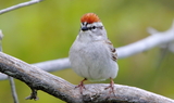 Chipping_Sparrow_43.JPG