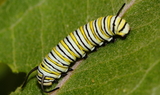 Danaus_plexippus_larva_65.JPG