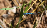 Enallagma_annexum_or_Enallagma_boreale_28Northern_or_Boreal_Bluet29--Star_Valley_Ranch2C_Lincoln_County2C_Wyoming2C_August_132C_2011.JPG