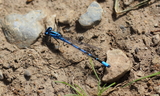 Enallagma_annexum_or_Enallagma_boreale_28Northern_or_Boreal_Bluet29_2--Star_Valley_Ranch2C_Lincoln_County2C_Wyoming2C_August_132C_2011.JPG