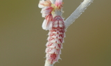 Euphilotes_pallescens_pallescens_larva~0.JPG