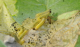 Euphydryas_gillettii_1st_instar_larva_54.JPG