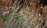 Host_Plant2C_Xylorhiza_tortifolia--West_Black_Ridge2C_St__George2C_Utah2C_March_162C_2012.JPG