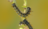 Nymphalis_californica_larva_34.JPG