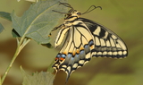 Papilio_bairdi_46.JPG