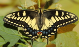 Papilio_bairdi_48.JPG