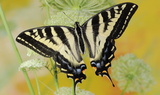 Papilio_eurymedon_WY_34.JPG
