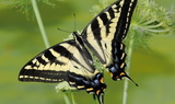 Papilio_eurymedon_WY_35.JPG