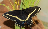 Papilio_indra_calcicola_71.JPG