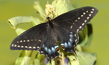 Papilio_indra_kaibabensis_22.JPG