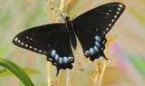 Papilio_indra_kaibabensis_22C_Saddle_Mtn2C_Northern_Arizona2C_Kaibab_Plateau2C_Arizona_2921.JPG