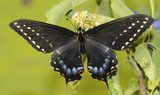 Papilio_indra_kaibabensis_23.JPG