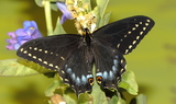 Papilio_indra_kaibabensis_24.JPG