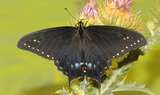 Papilio_indra_kaibabensis_3.JPG