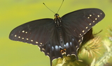 Papilio_indra_kaibabensis_93.JPG