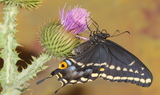 Papilio_indra_minori_33.JPG