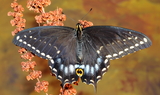 Papilio_indra_minori_34.JPG