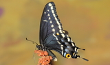Papilio_indra_minori_35.JPG