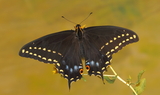 Papilio_indra_minori_65.JPG