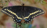 Papilio_indra_pergamus_25.JPG