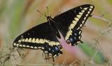 Papilio_indra_pergamus_5.JPG