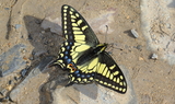 Papilio_zelicaon_96.JPG