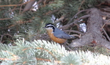Red_Breasted_Nuthatch_40.JPG