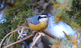 Red_breasted_Nuthatch_21.JPG
