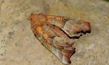 Scoliopteryx_libatrix.JPG