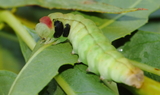 Scoliopteryx_libatrix_larva.JPG