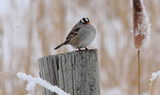 White-crowned_sparrow_98~0.JPG