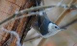 White_breasted_Nuthatch_43.JPG